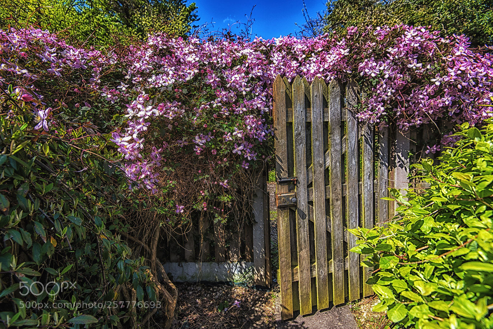 Nikon D750 sample photo. Clematis photography