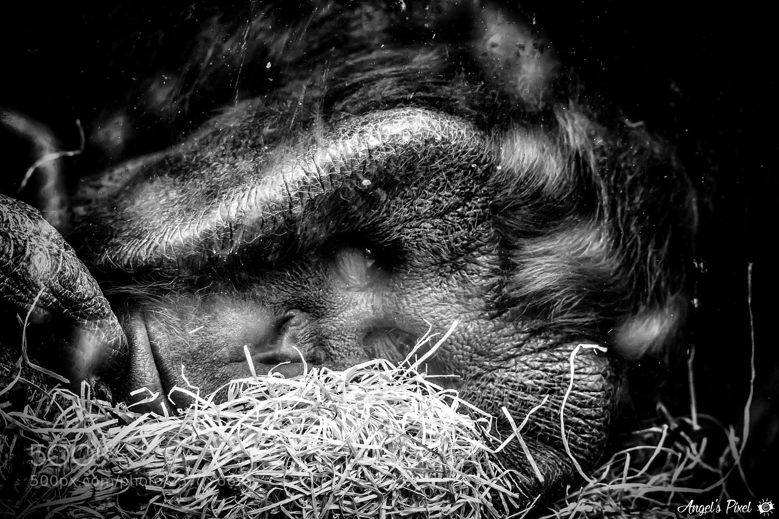 Nikon D7100 sample photo. La sieste du gorille photography