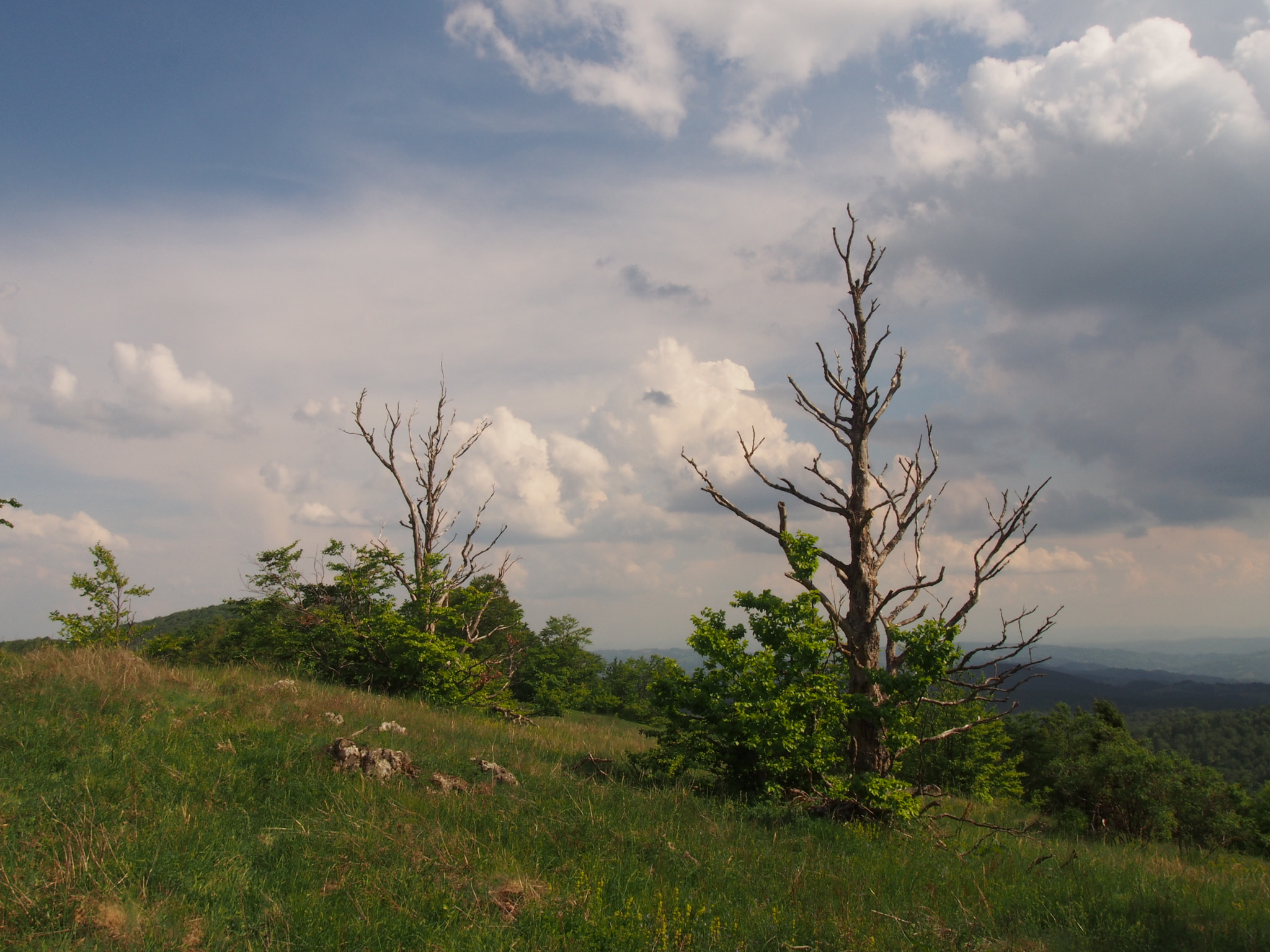 Olympus PEN E-PL5 sample photo. Povlen trees photography