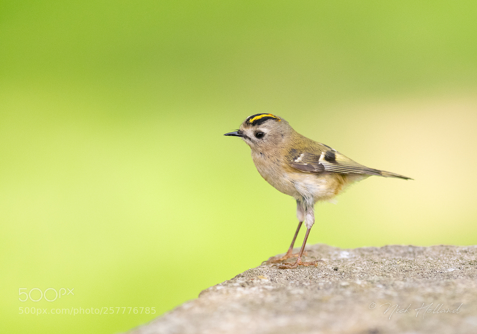Nikon D500 sample photo. Goldcrest photography