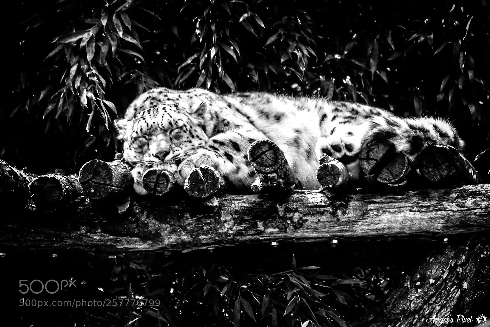 Nikon D7100 sample photo. Les yeux du tigre photography