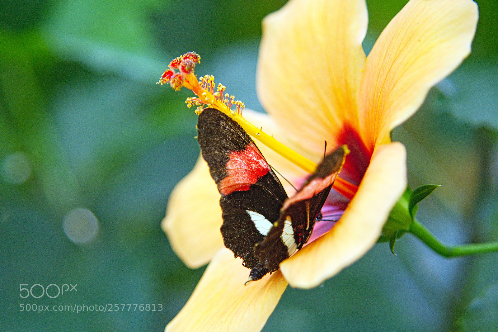 Pentax K-S2 sample photo. Butterfly on hibiscus photography