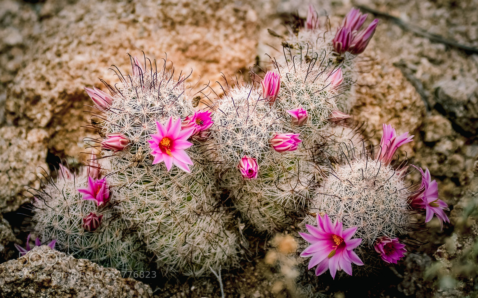 Canon EOS 7D sample photo. Fishhook cacti in bloom photography