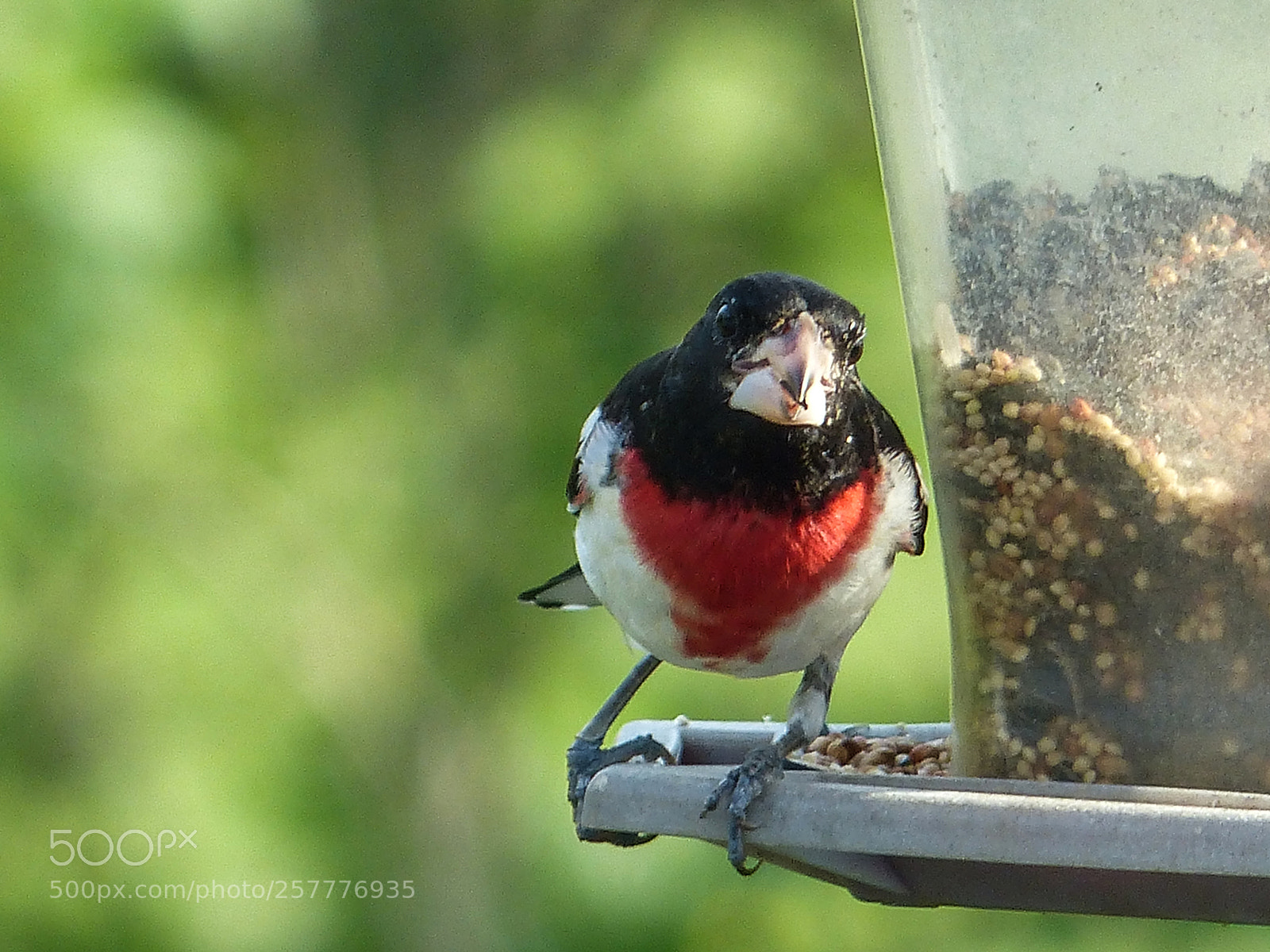 Panasonic Lumix DMC-FZ200 sample photo. Rosebreastedgrosbeak photography