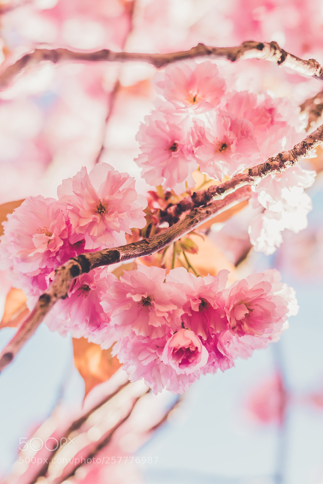 Nikon D5500 sample photo. Bloom photography