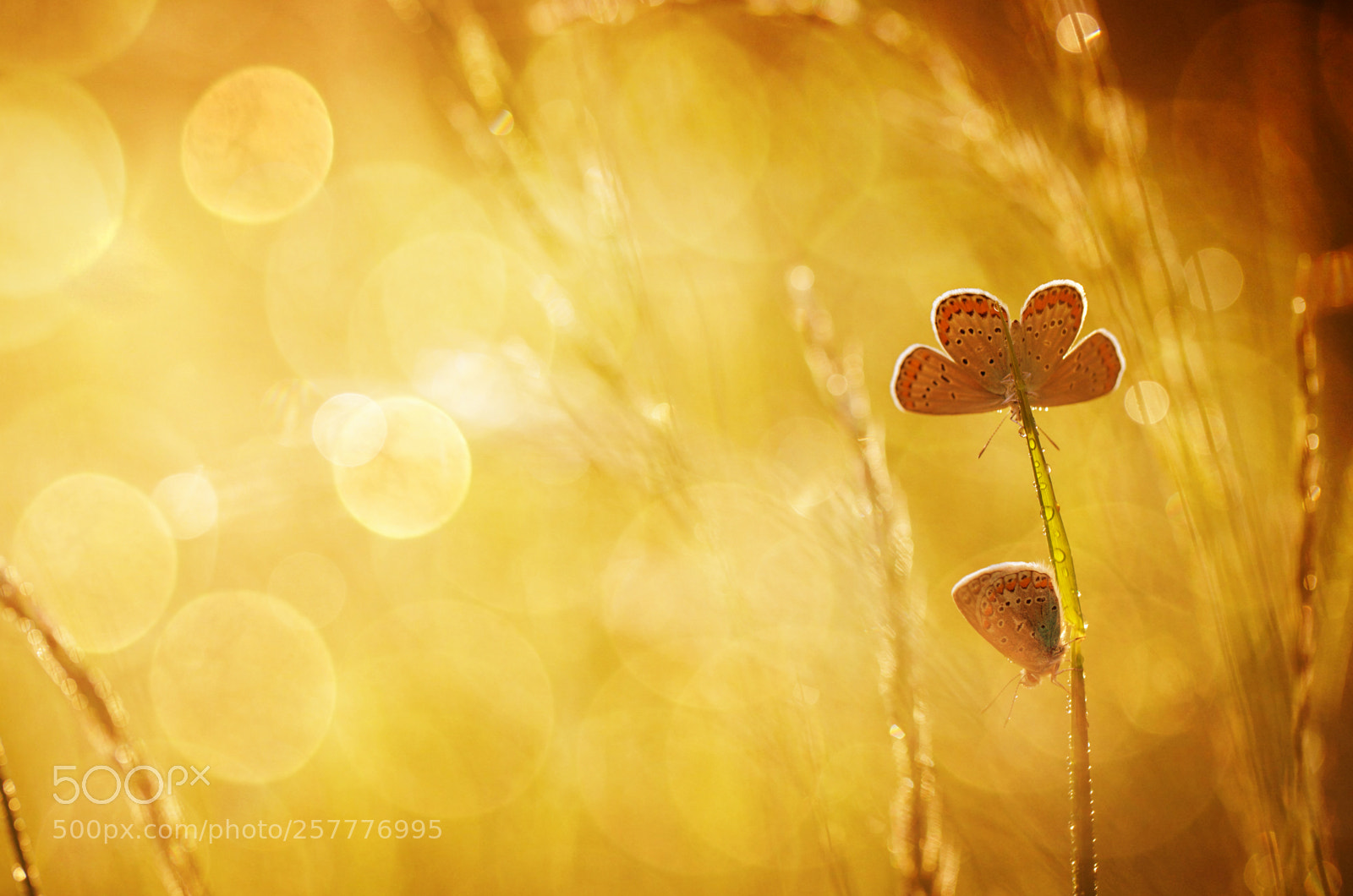 Canon EOS 6D sample photo. Golden hour photography