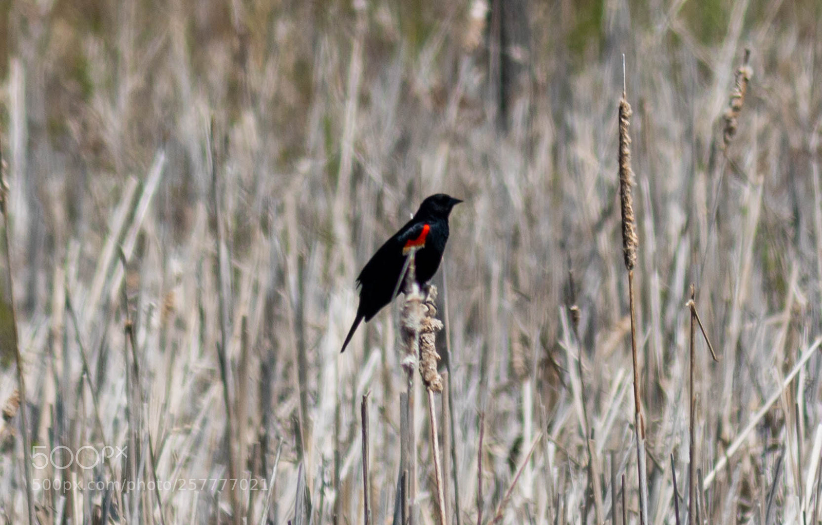 Canon EOS 750D (EOS Rebel T6i / EOS Kiss X8i) sample photo. Red crested blackbird photography
