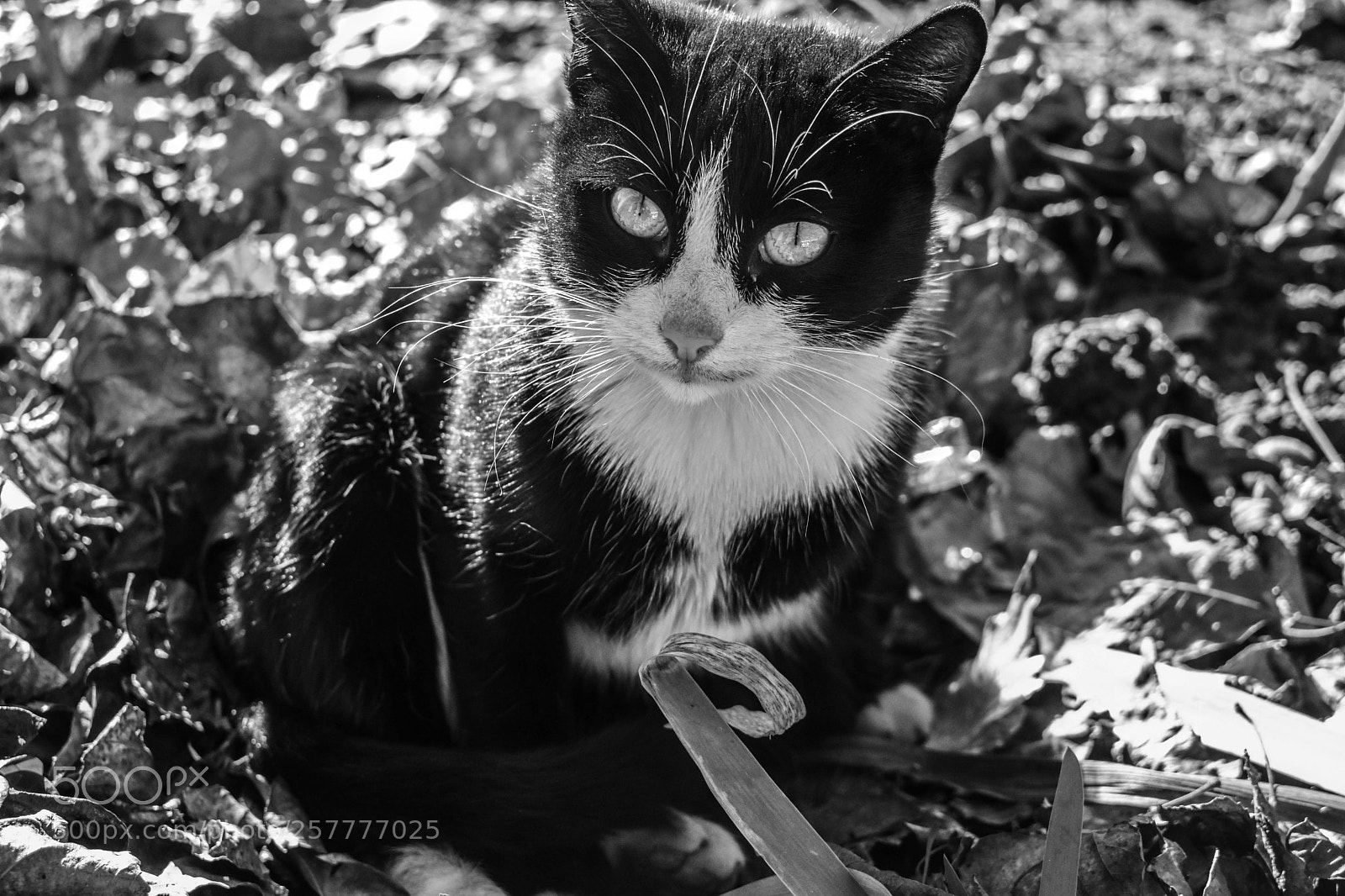 Nikon D3400 sample photo. Little kitty photography