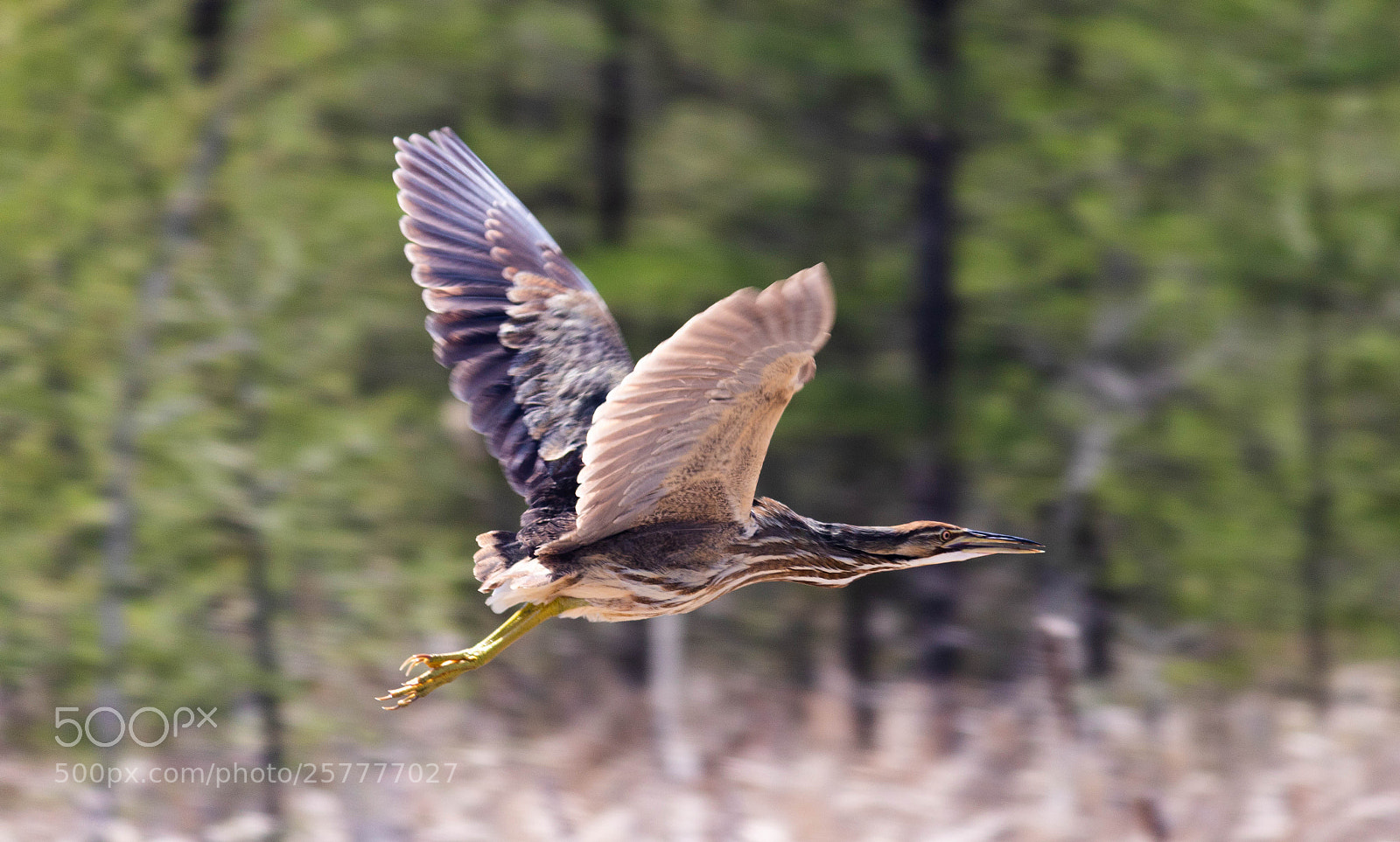 Canon EOS 750D (EOS Rebel T6i / EOS Kiss X8i) sample photo. American bittern in flight photography