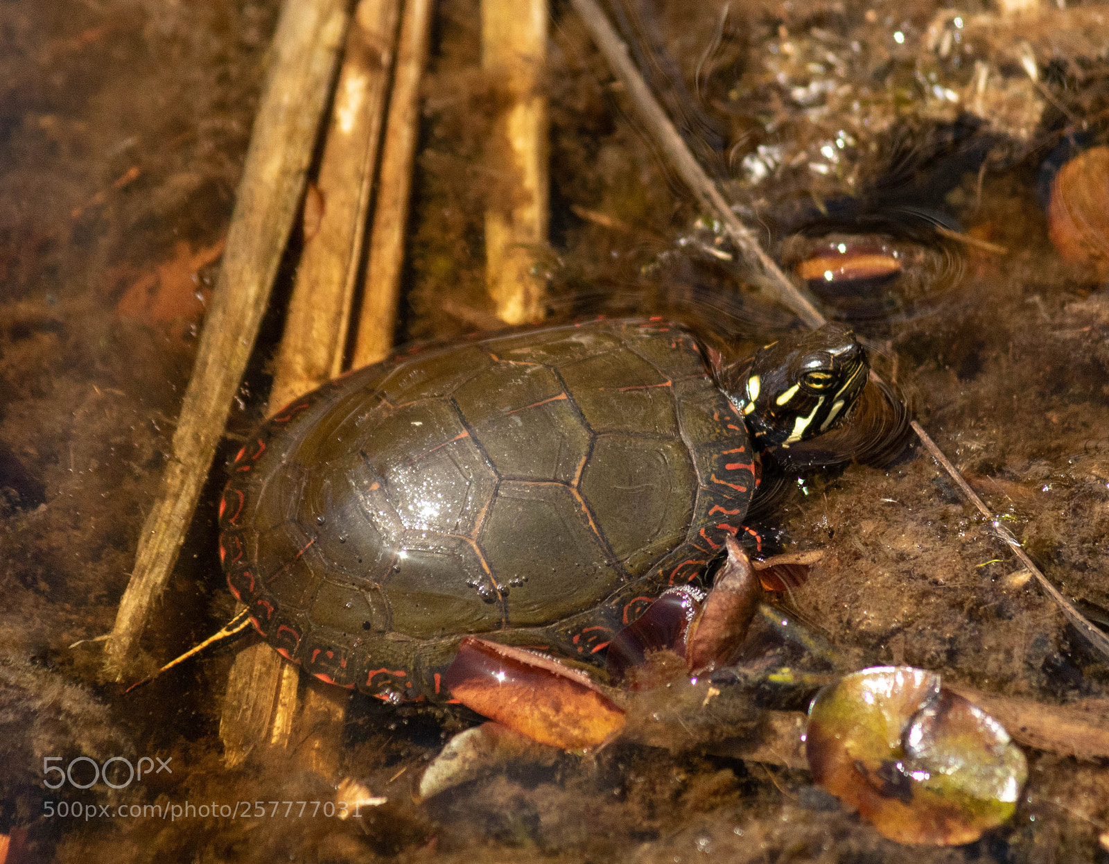 Canon EOS 750D (EOS Rebel T6i / EOS Kiss X8i) sample photo. Painted turtle photography