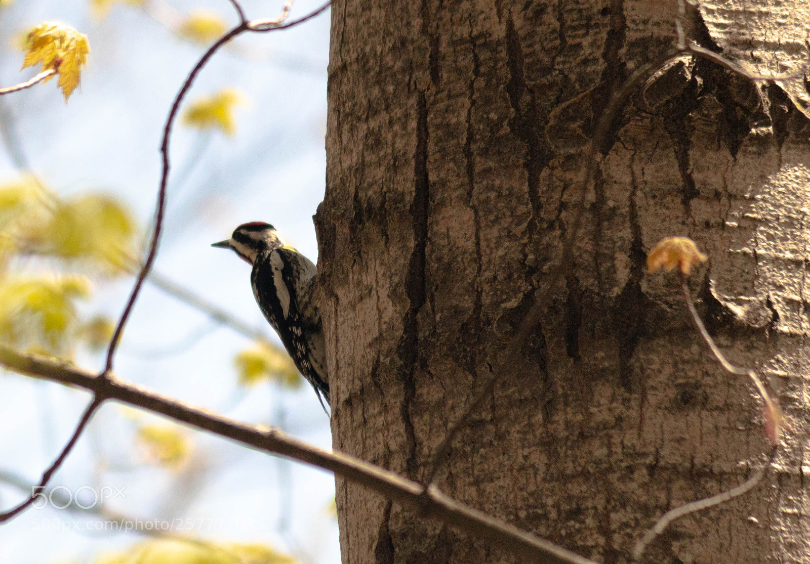 Canon EOS 750D (EOS Rebel T6i / EOS Kiss X8i) sample photo. Woodpecker photography