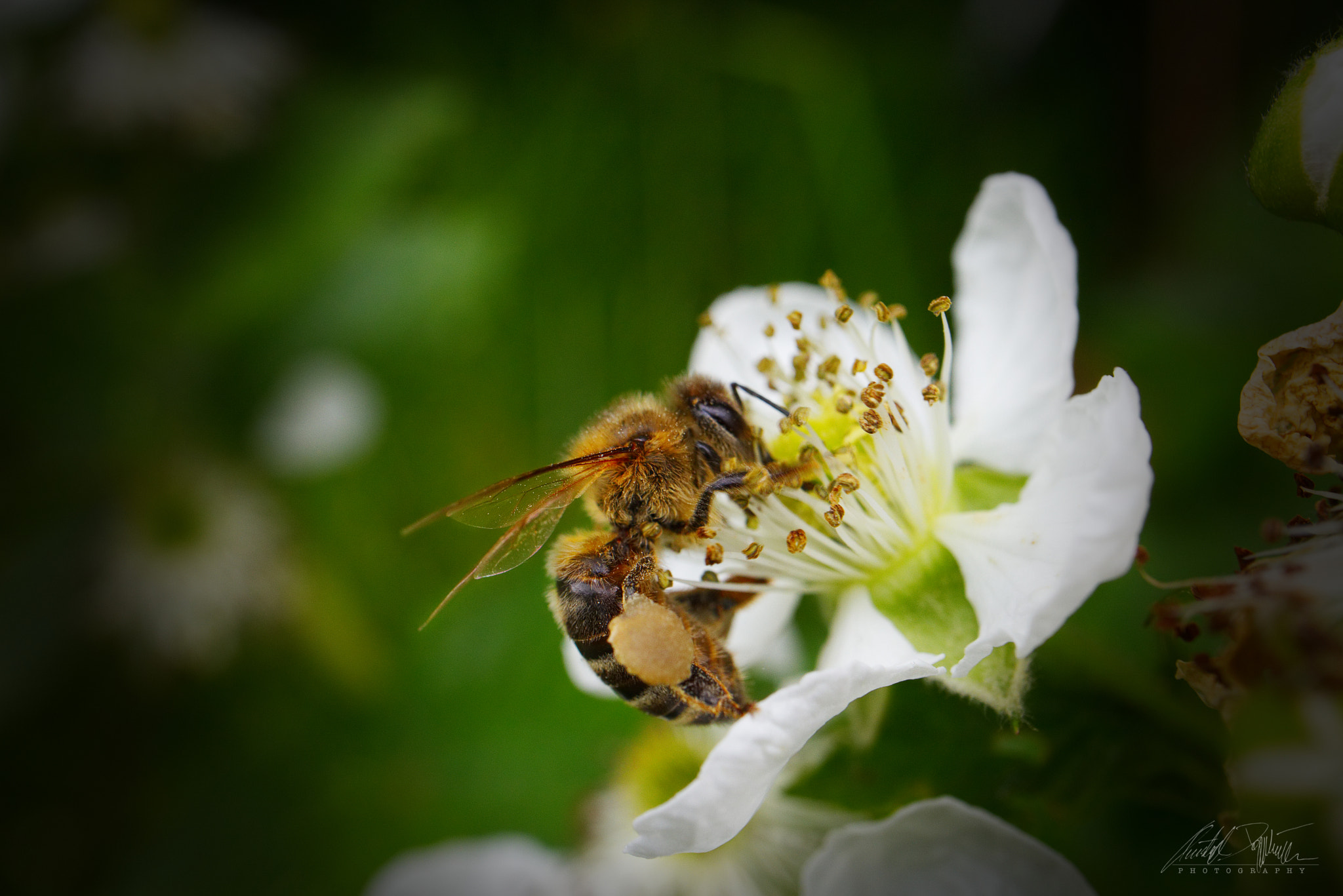 Canon EOS M6 sample photo. Blackberry blossom with bee photography
