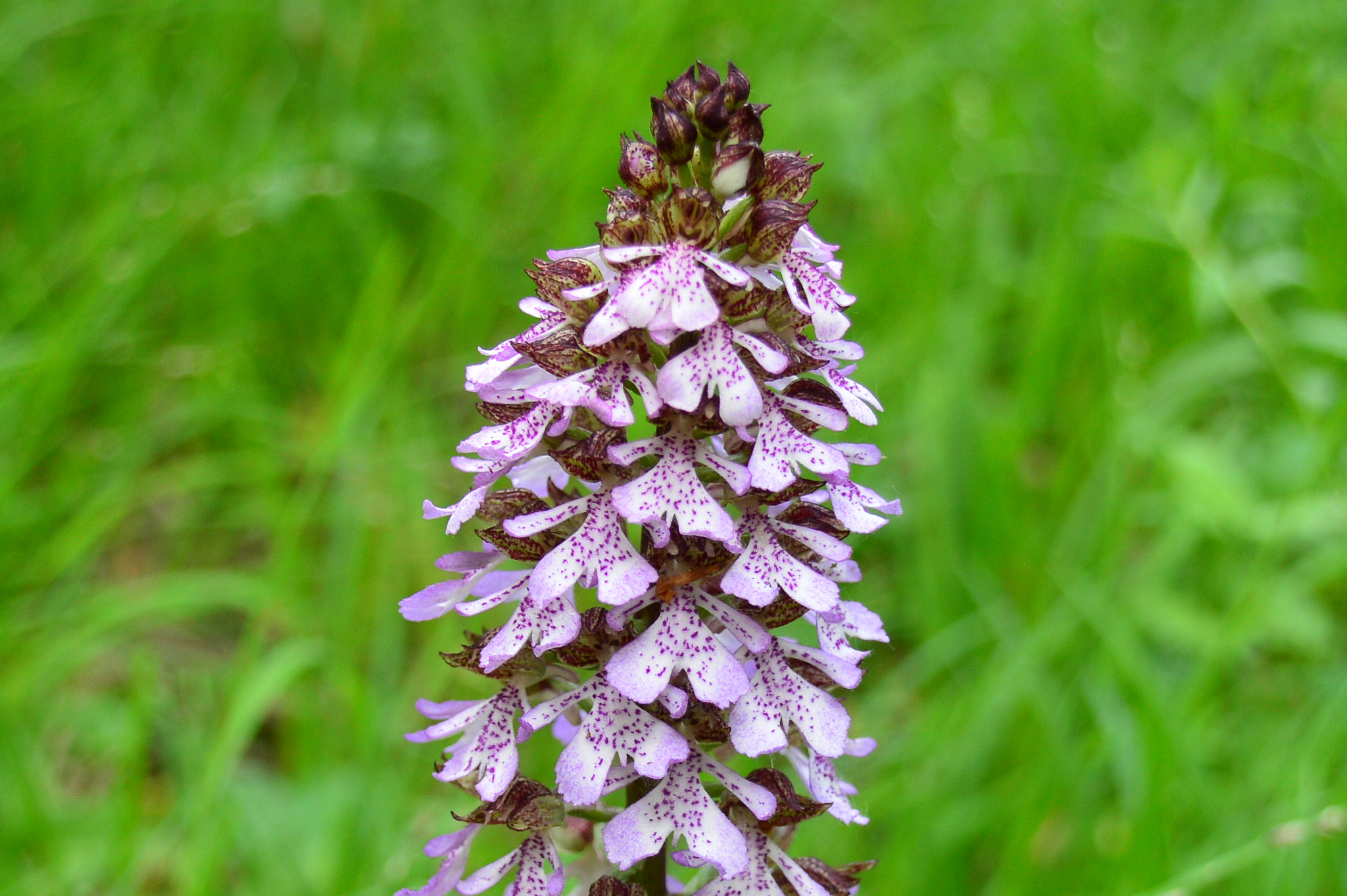 Sigma 18-250mm F3.5-6.3 DC Macro OS HSM sample photo. The lady orchid photography