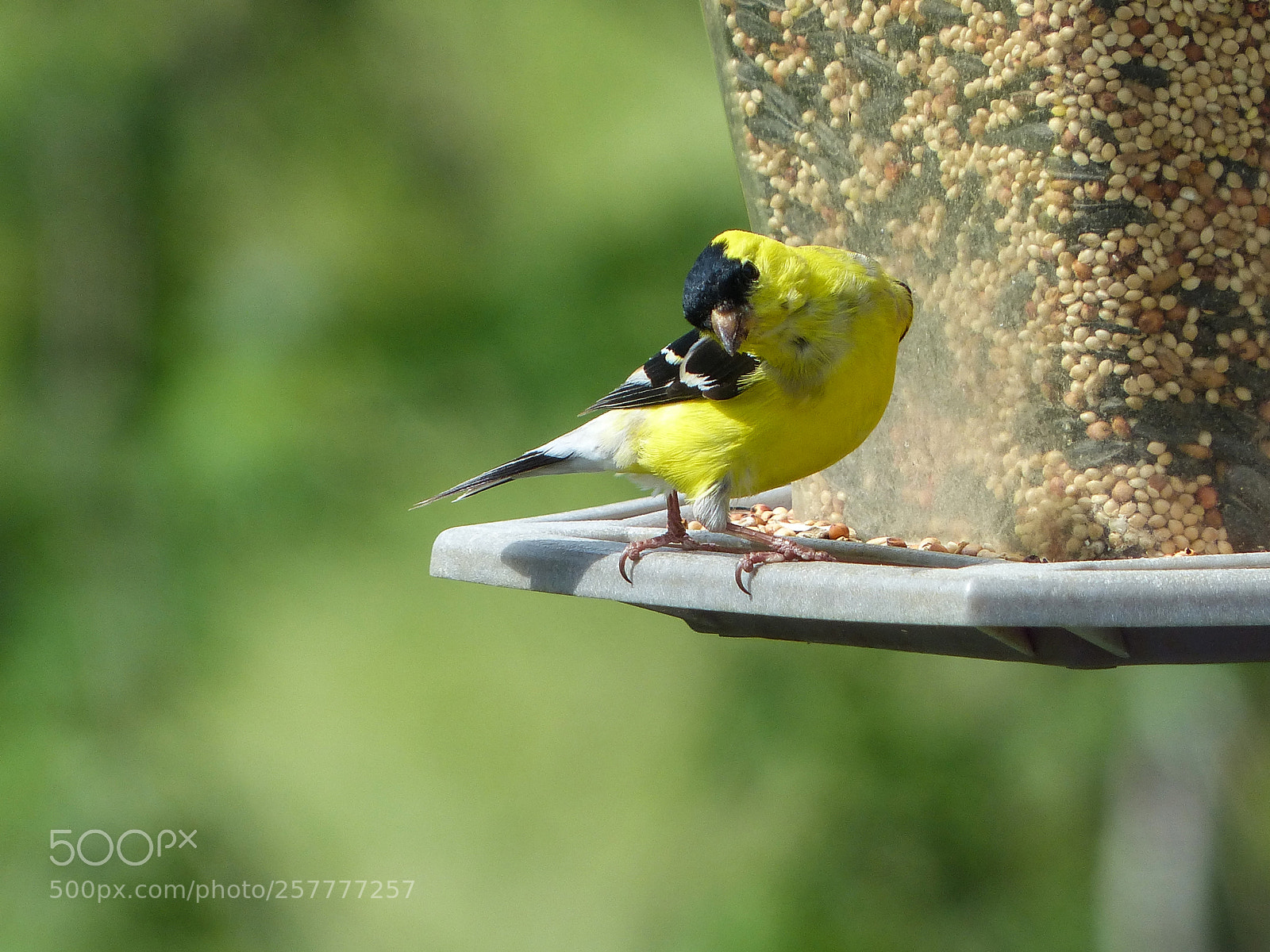 Panasonic Lumix DMC-FZ200 sample photo. Areyouwatchingmeyellowfinch photography
