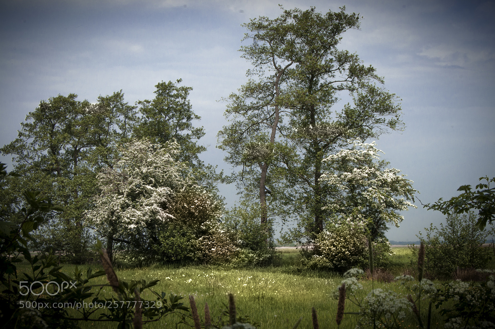 Nikon D5000 sample photo. Sunny day photography