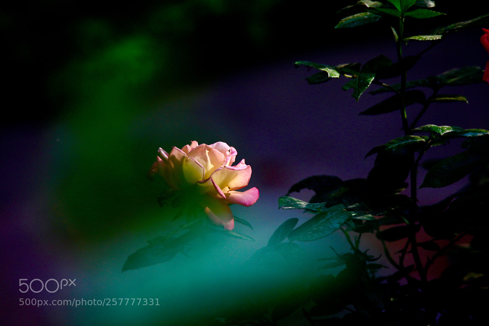 Canon EOS 5D Mark IV sample photo. Untitled photography