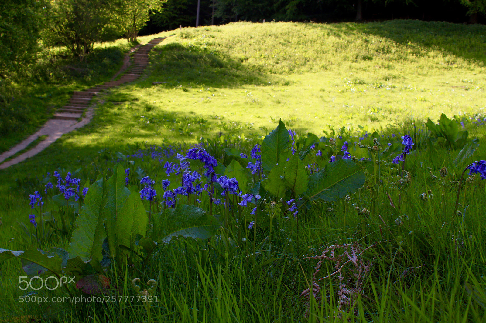 Canon EOS 1300D (EOS Rebel T6 / EOS Kiss X80) sample photo. Blue bells~ photography