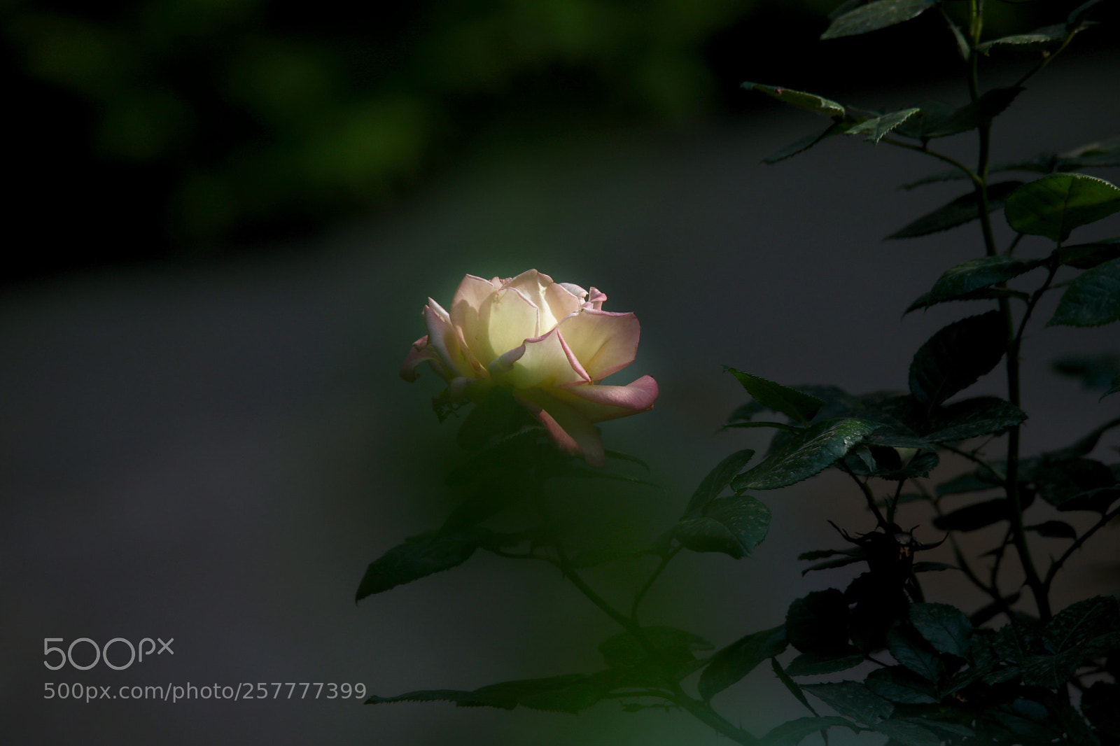 Canon EOS 5D Mark IV sample photo. Untitled photography