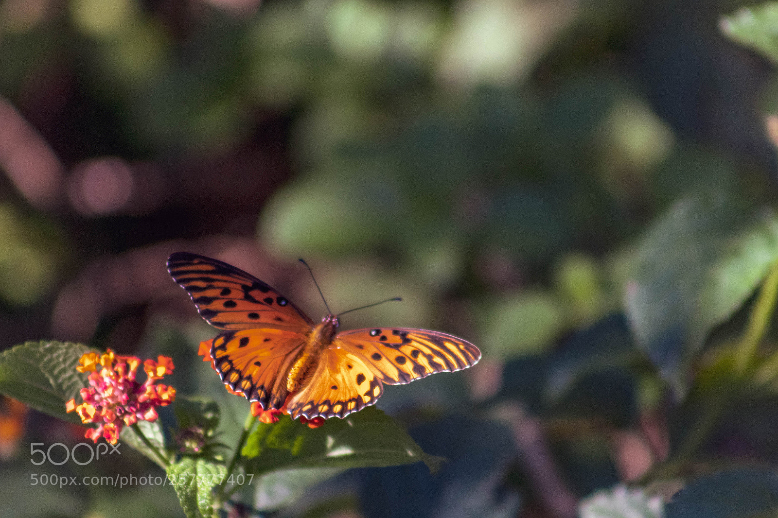 Canon EOS 1300D (EOS Rebel T6 / EOS Kiss X80) sample photo. Mariposa naranja / orange butterfly photography