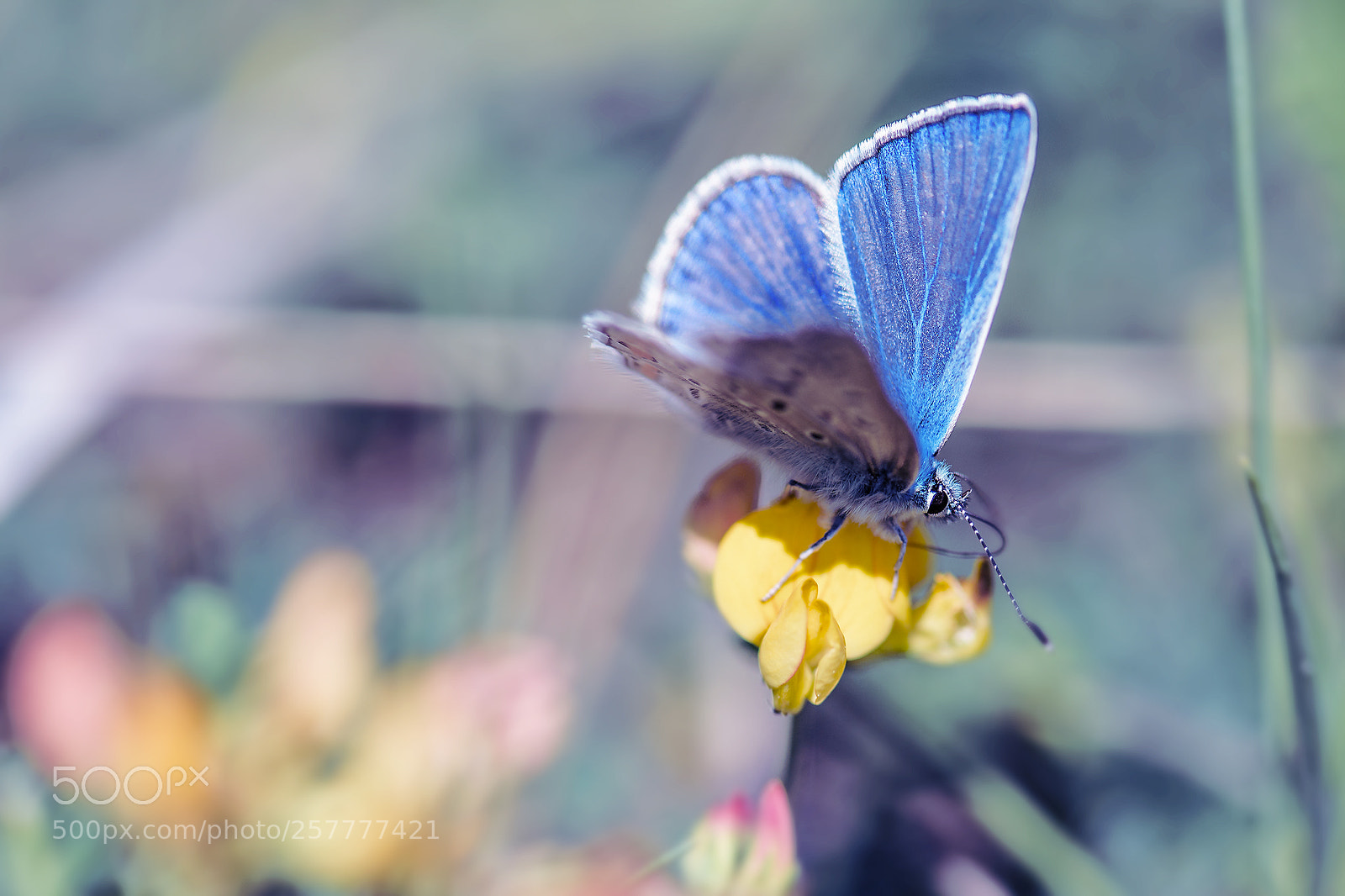 Nikon D750 sample photo. F.. photography