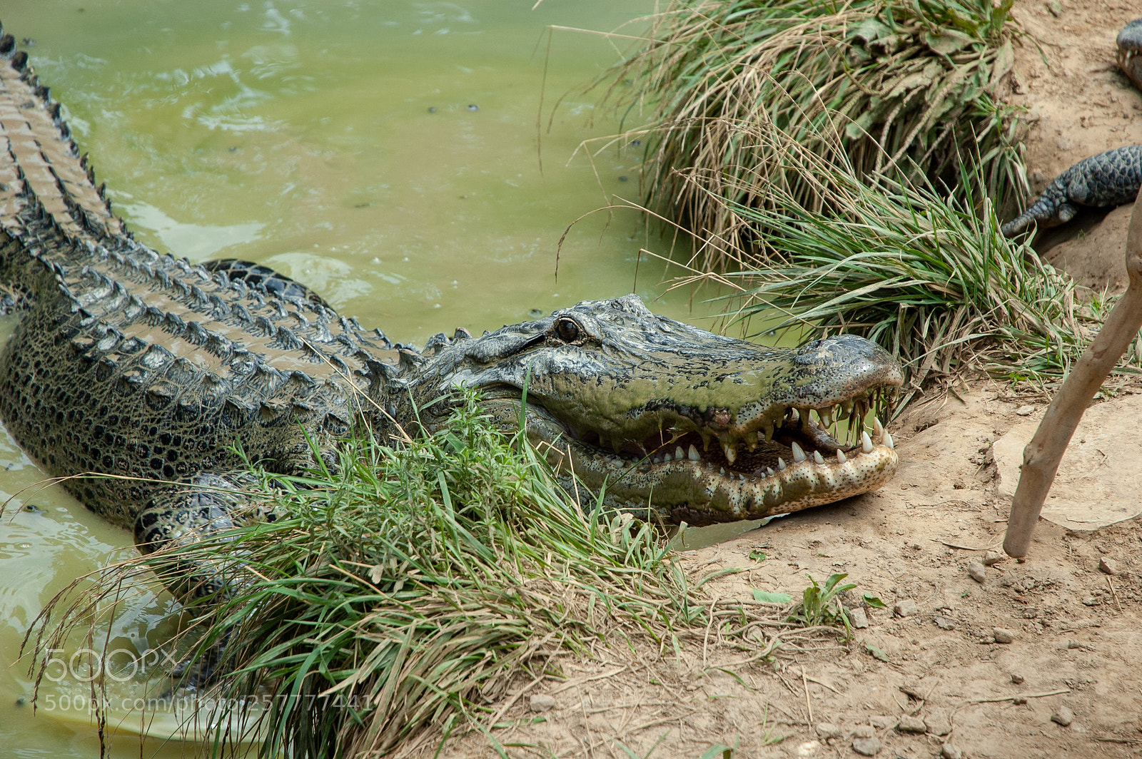 Nikon D70s sample photo. Alligator photography