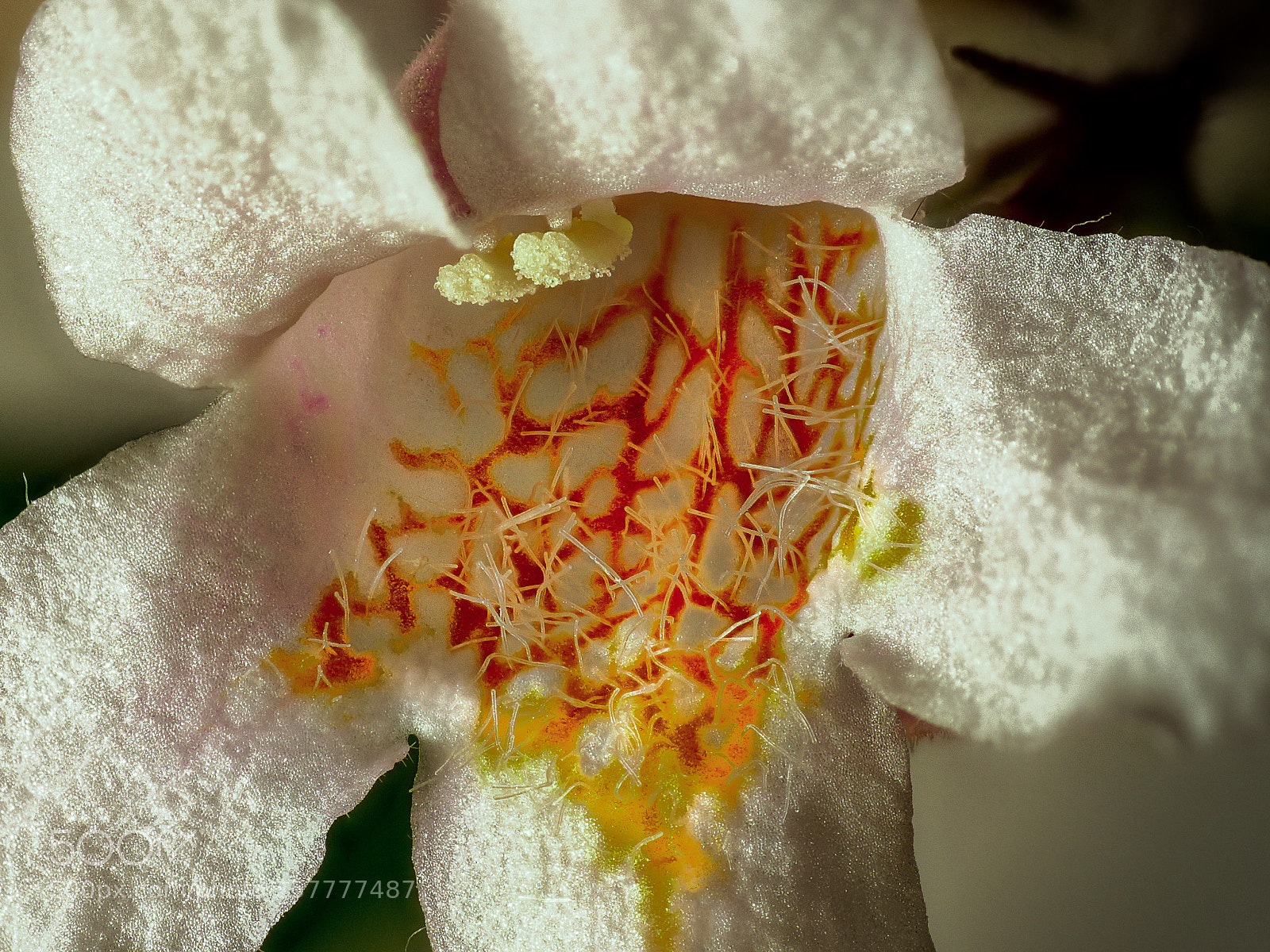 Canon EOS 700D (EOS Rebel T5i / EOS Kiss X7i) sample photo. Into the tree flower photography