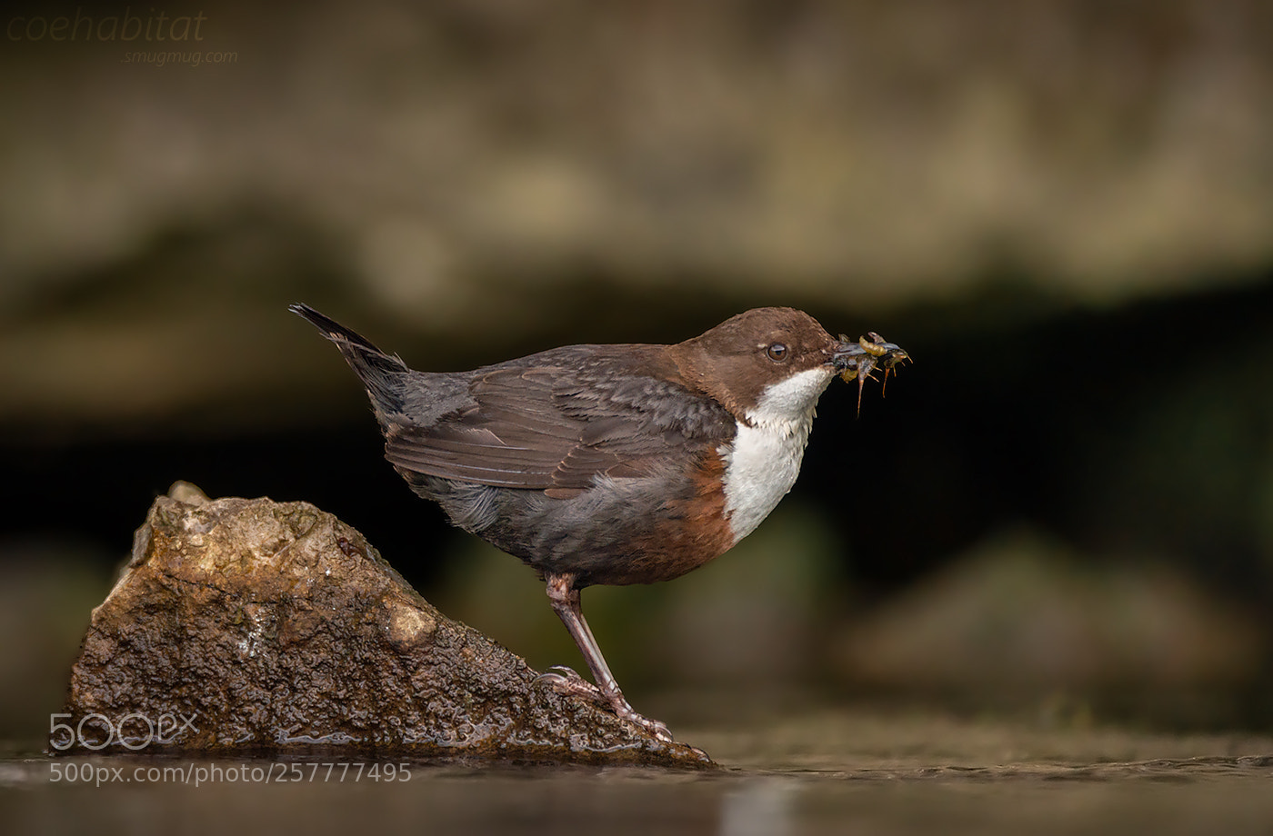 Nikon D800 sample photo. Dipper and grubs 2 photography