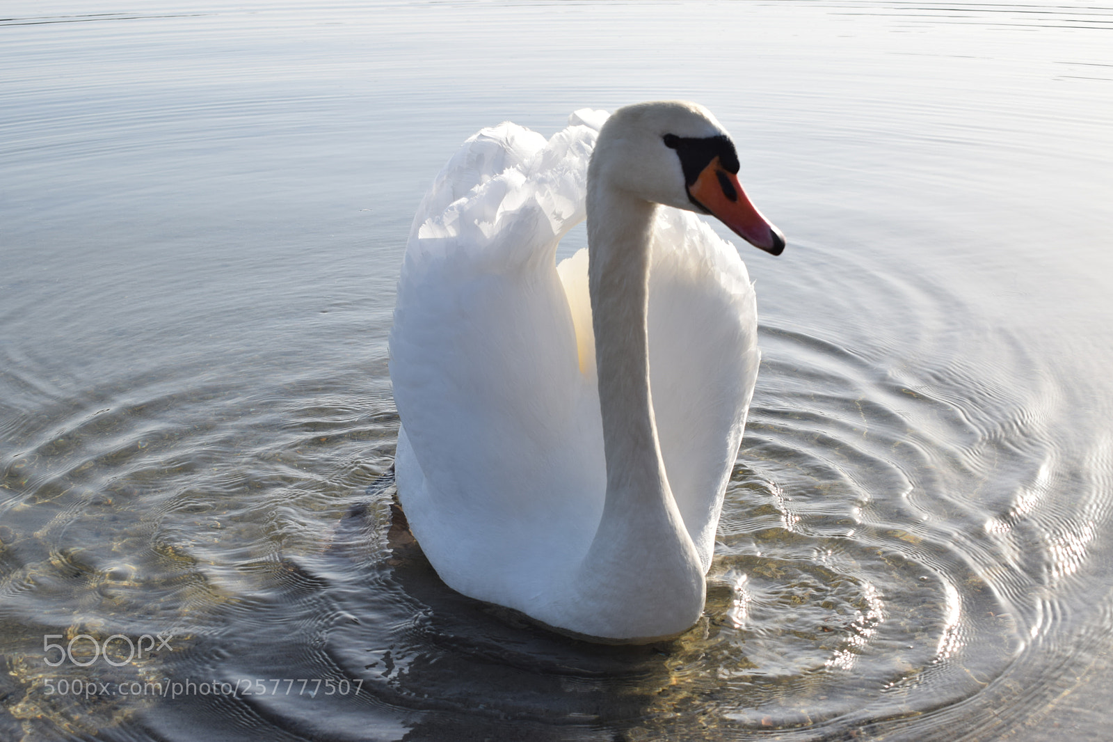 Nikon D3300 sample photo. Look at me photography