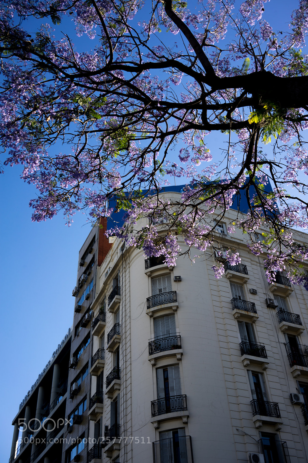 Sony a7 sample photo. Urban flowers photography