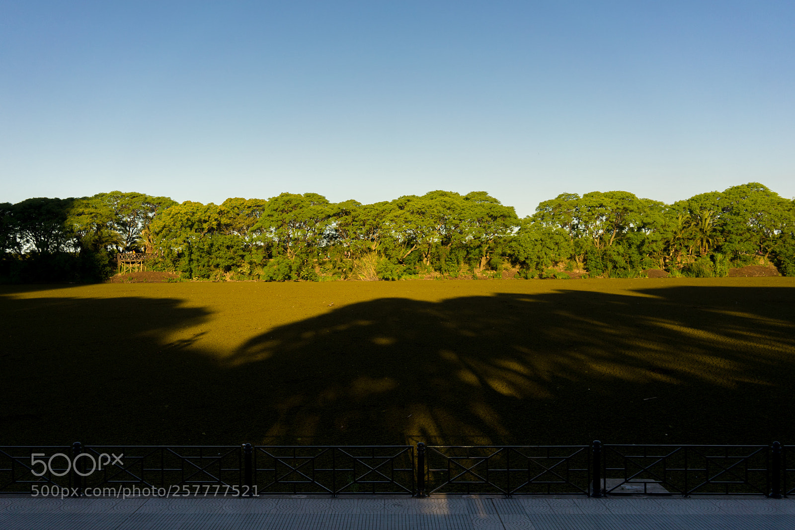 Sony a7 sample photo. Beyond the trees photography