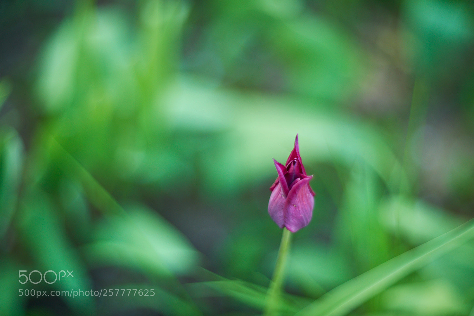 Nikon D810 sample photo. цветочная сказка... photography