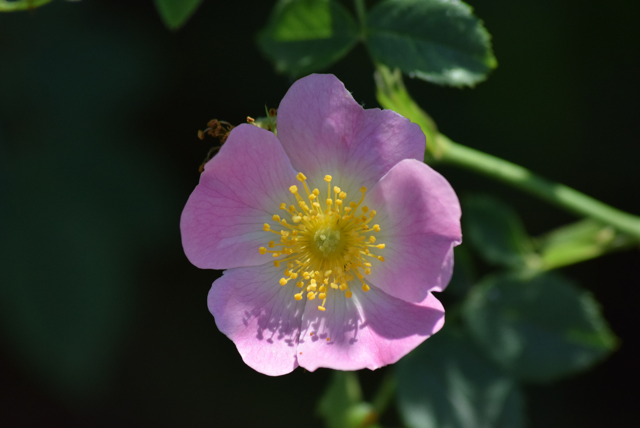 Sigma 70-300mm F4-5.6 APO DG Macro sample photo. Dog rose photography