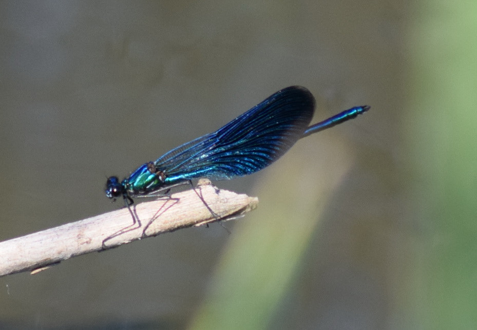 Nikon D3300 + Sigma 70-300mm F4-5.6 APO DG Macro sample photo. Blue damsel fly photography