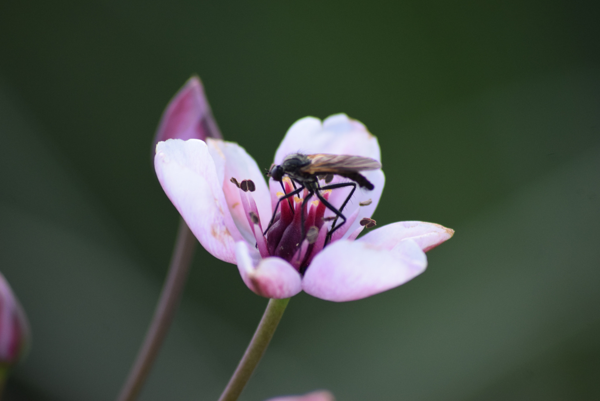 Nikon D3300 + Sigma 70-300mm F4-5.6 APO DG Macro sample photo. Fly on aquatic plant photography