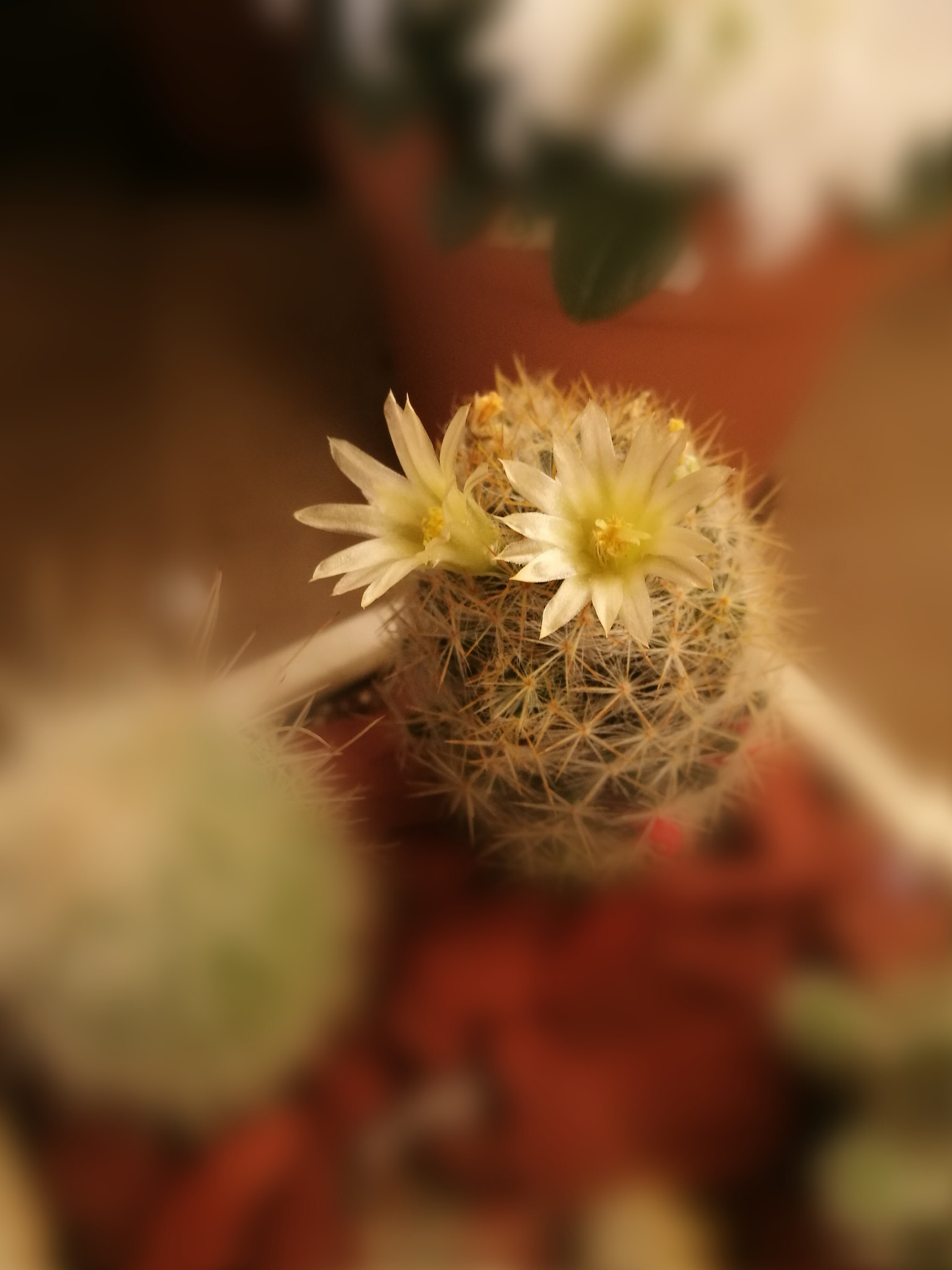 HUAWEI P9 Plus sample photo