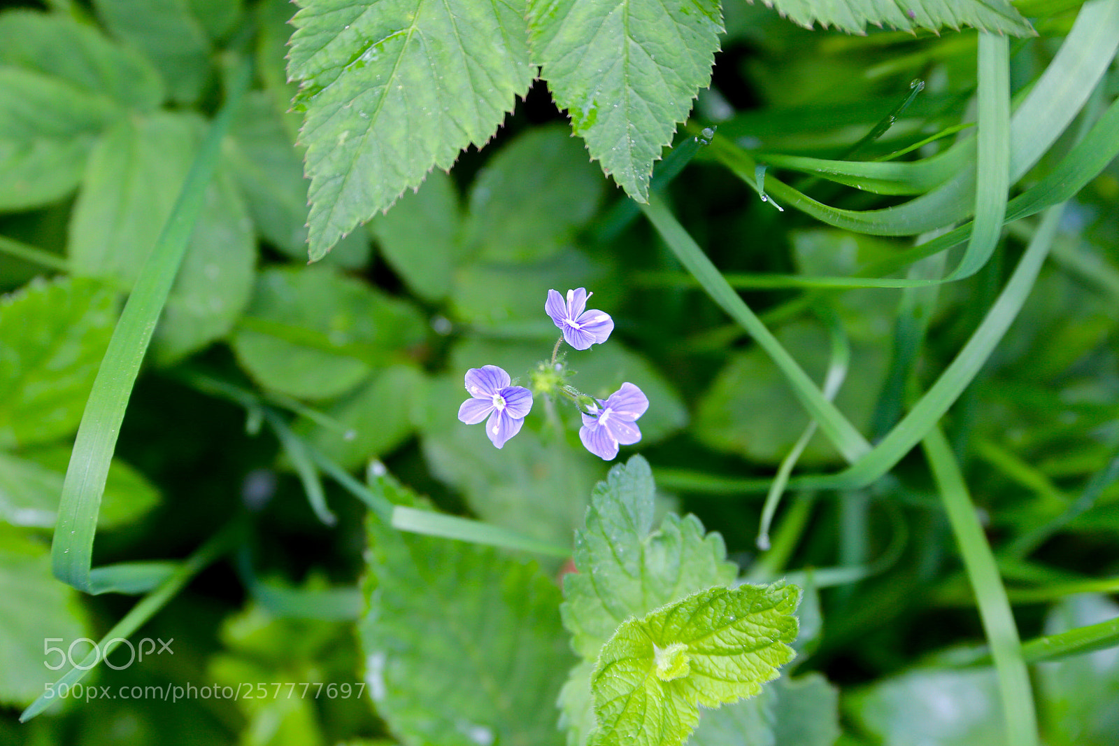 Canon EOS 6D sample photo. Berlin - buch photography