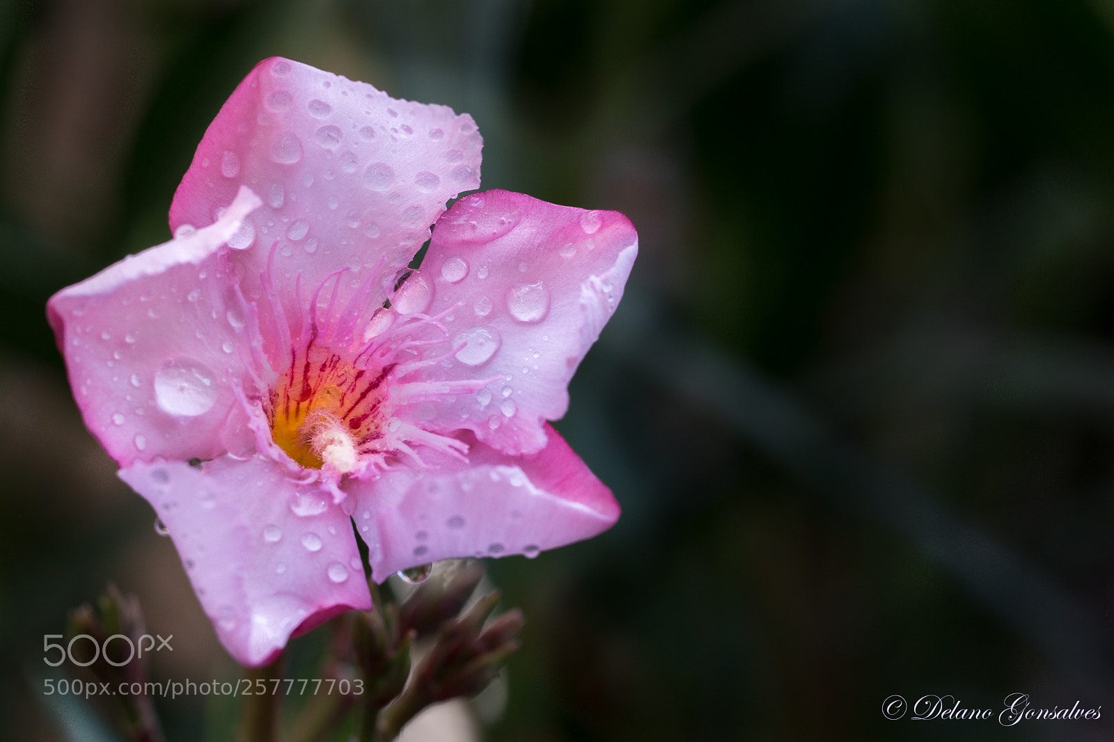 Canon EOS 6D sample photo. Drops of water on photography