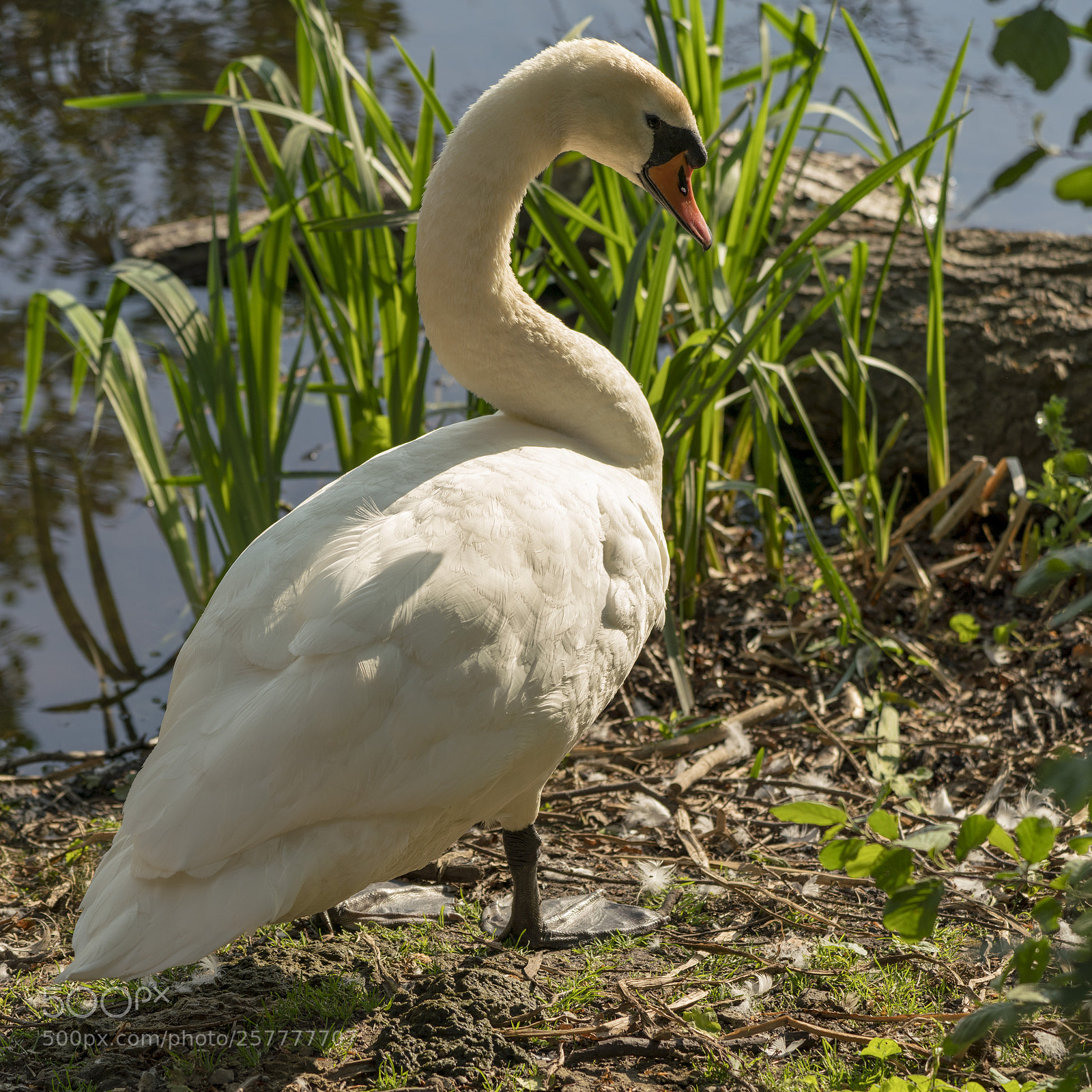 Sony a7R III sample photo. Swan photography