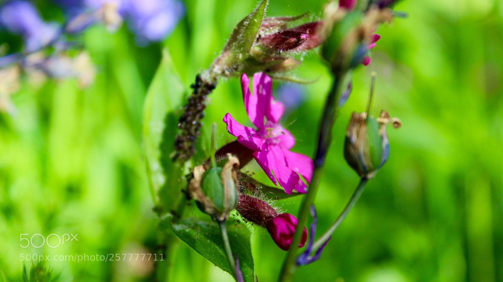 Canon EOS 1300D (EOS Rebel T6 / EOS Kiss X80) sample photo. Imperfect~ photography