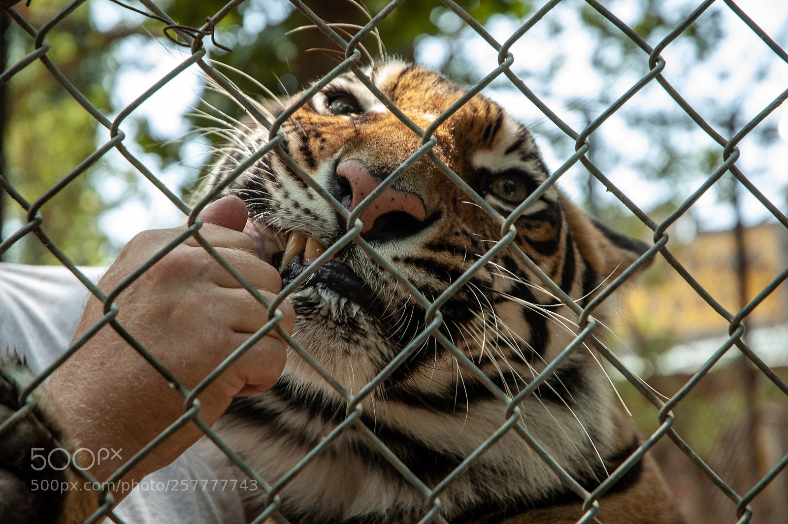 Nikon D70s sample photo. Tiger photography