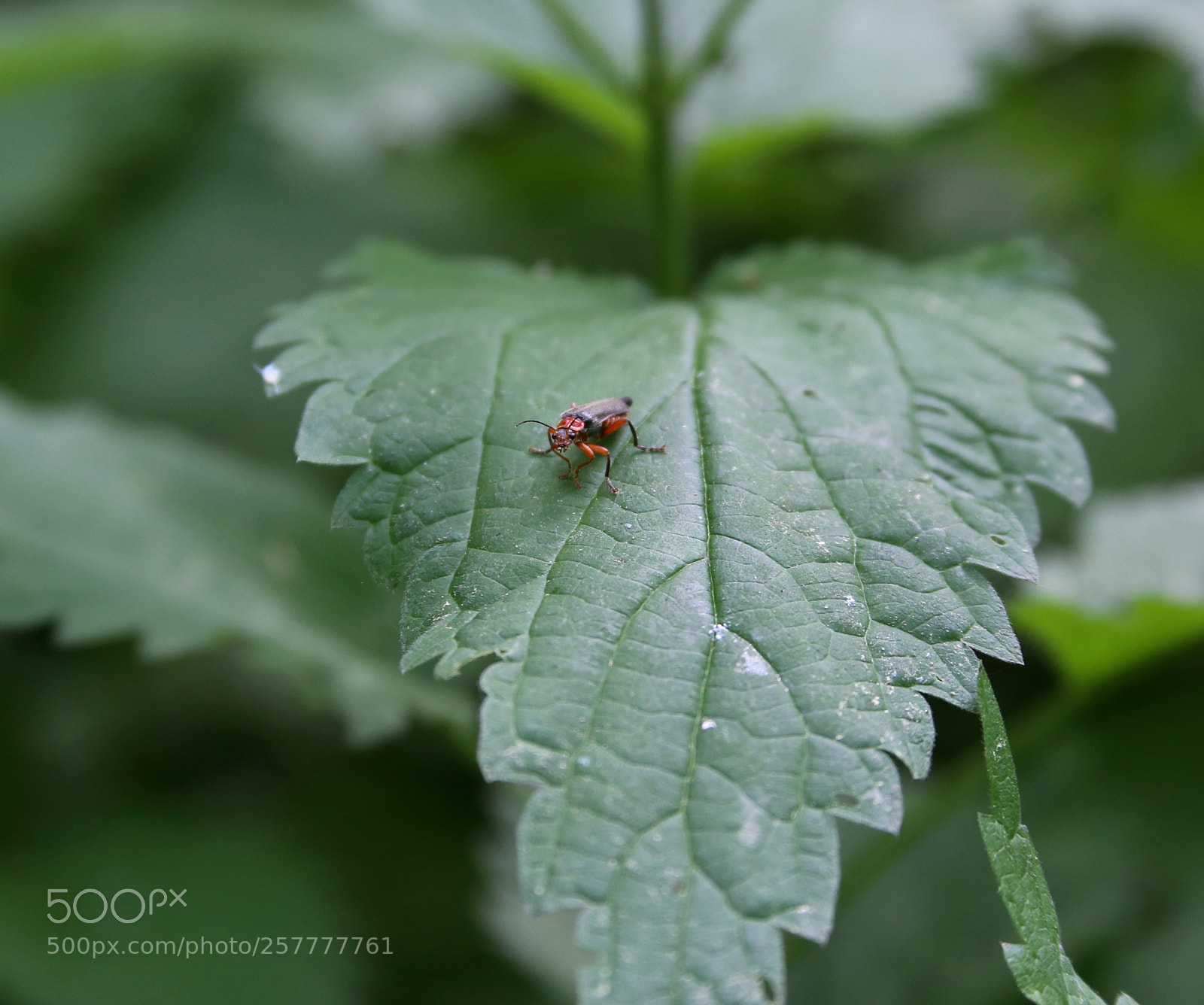Canon EOS 6D sample photo. Berlin - buch photography