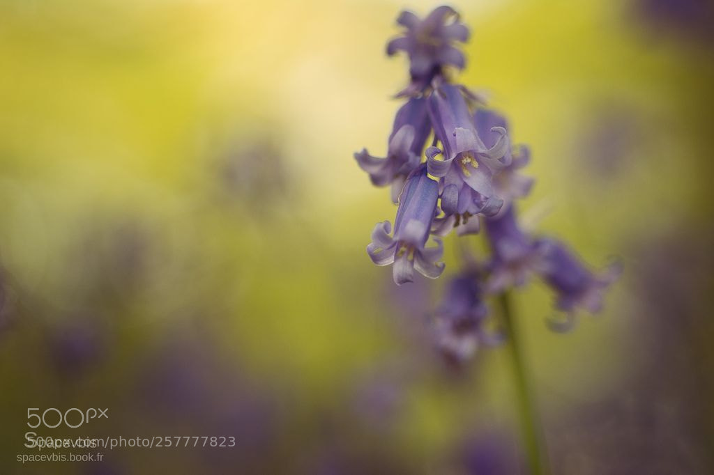 Nikon D7100 sample photo. Jacinthe des bois 3 photography