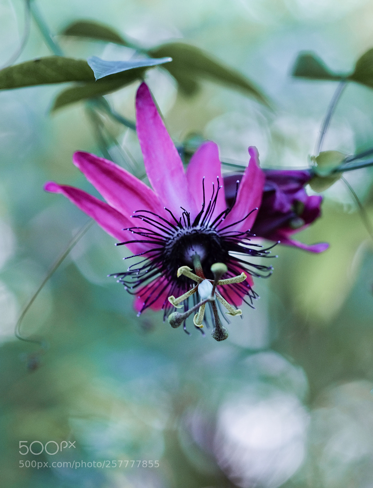 Fujifilm X-E2 sample photo. Passion photography