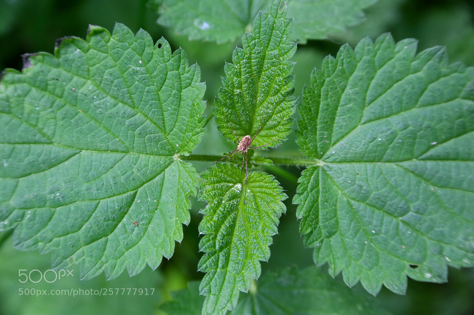 Canon EOS 6D sample photo. Berlin - buch photography
