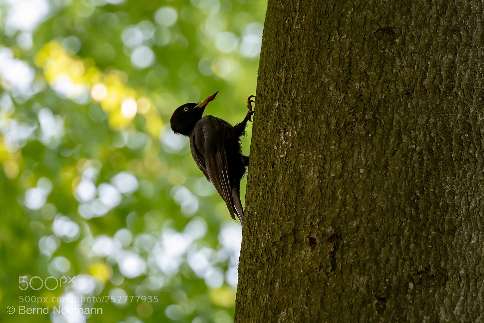 Nikon D750 sample photo. Schwarzspecht photography