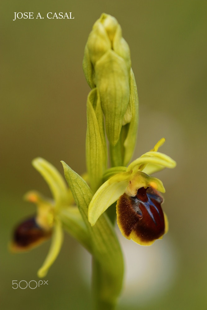 Canon EOS 80D + Sigma 105mm F2.8 EX DG Macro sample photo. Orquídea abejera o de la araña photography