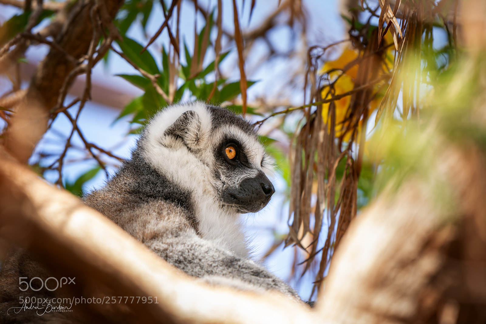 Nikon D7100 sample photo. Ringtailed lemur photography