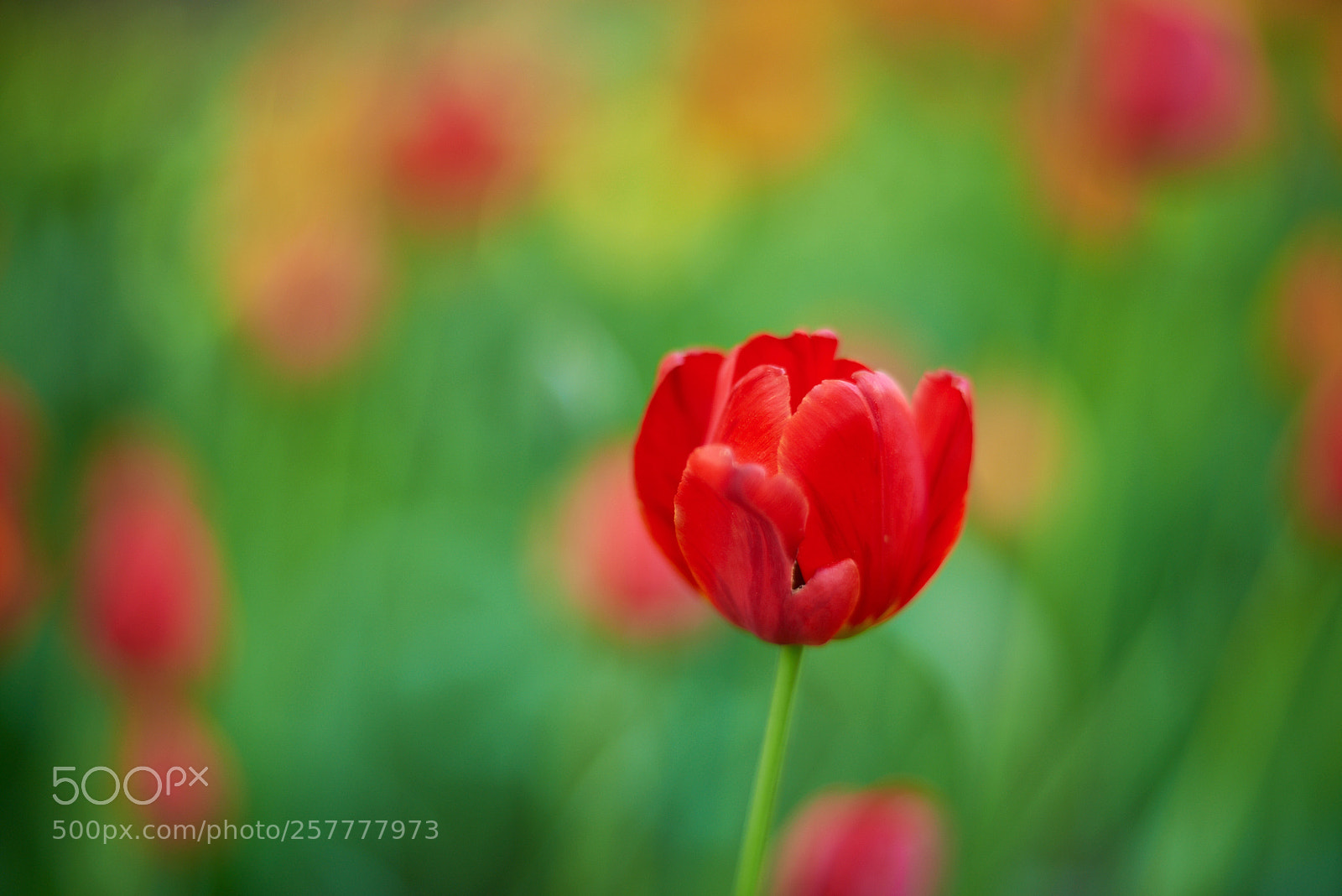 Nikon D810 sample photo. цветочная сказка... photography