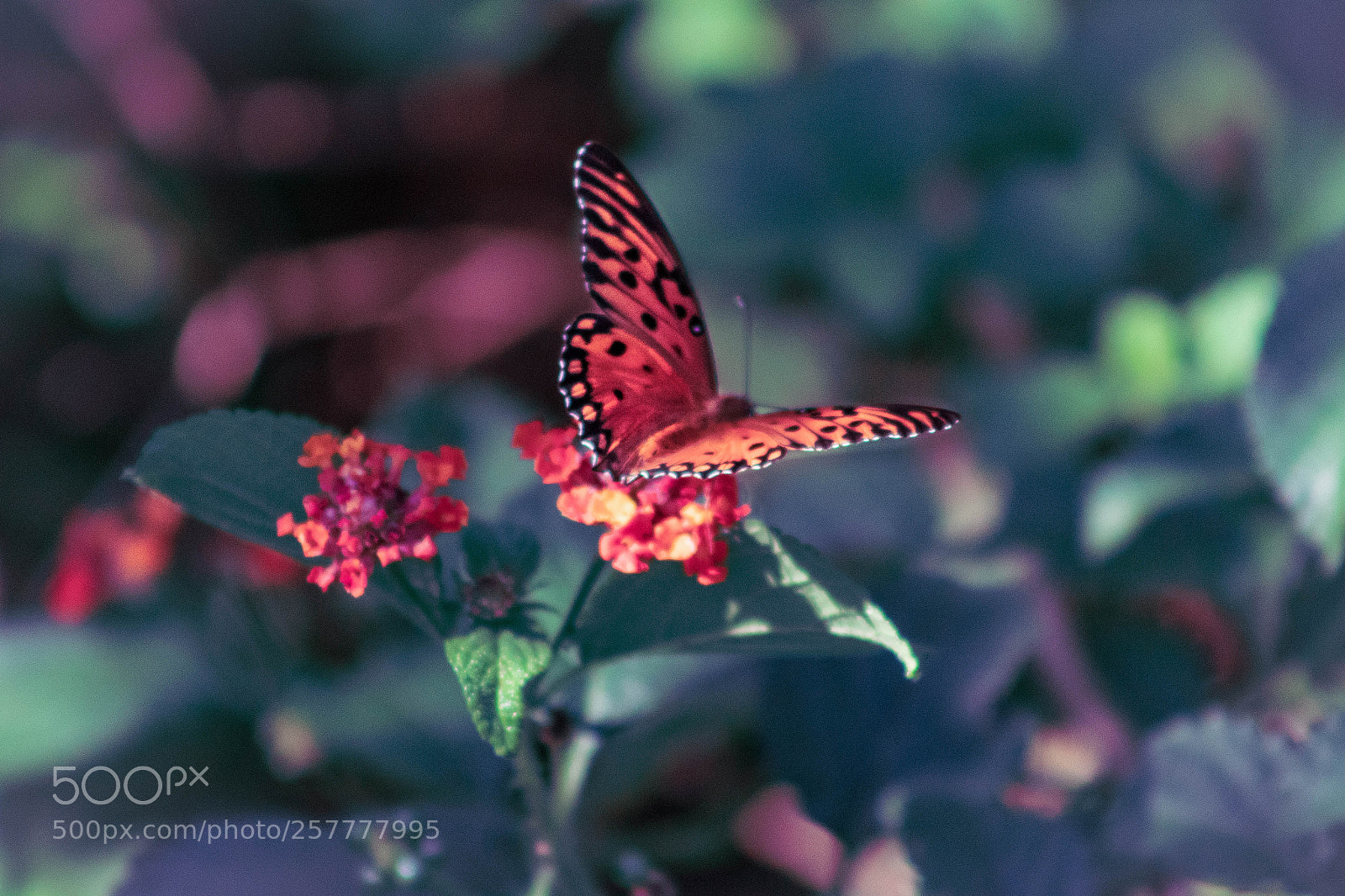 Canon EOS 1300D (EOS Rebel T6 / EOS Kiss X80) sample photo. Mariposa de otoño photography
