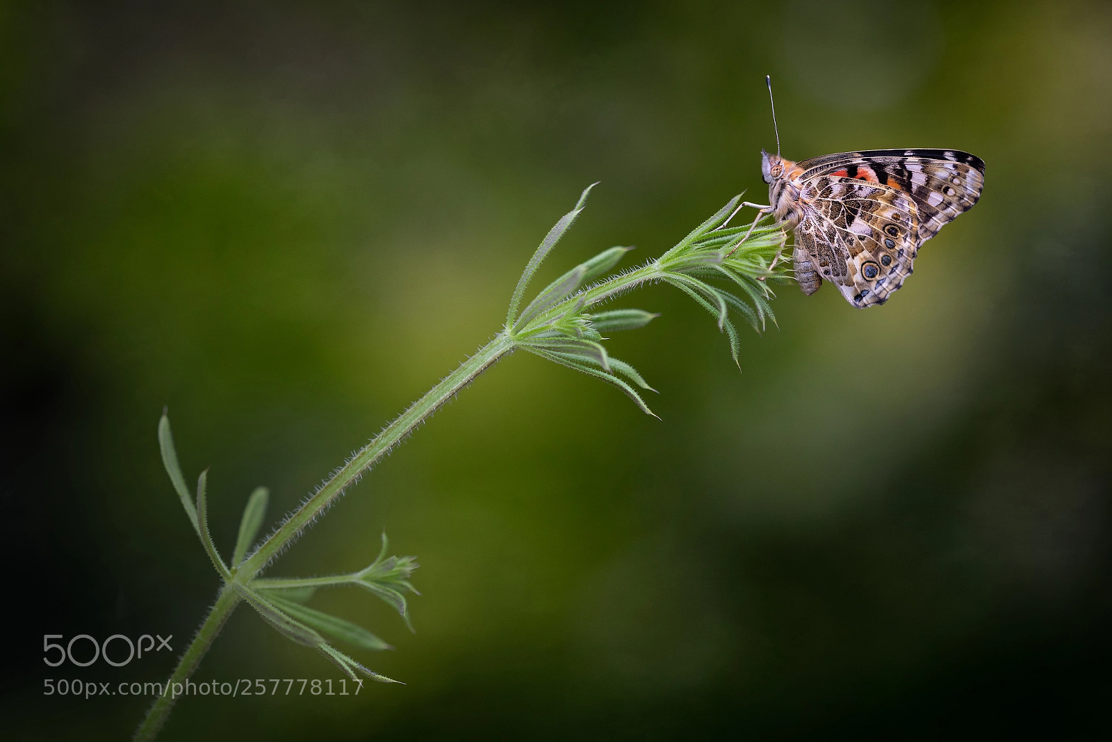 Canon EOS 5D Mark IV sample photo. Painted lady photography